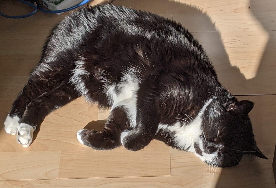 Photo of a black and white cat napping on the floor in a sunbeam